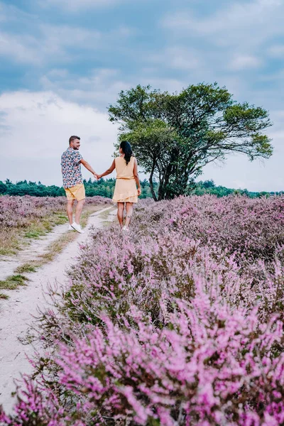Champ de bruyère en fleurs aux Pays-Bas près de Hilversum Veluwe Zuiderheide, champs de bruyère pourpre rose en fleurs dans le morniong avec brume et brouillard pendant le lever du soleil — Photo