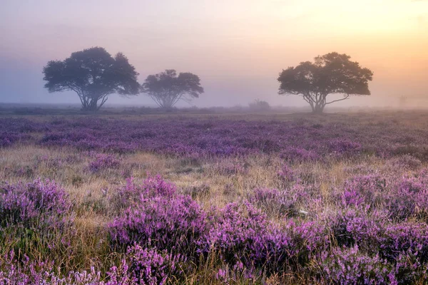 在荷兰靠近Hilversum Veluwe Zuiderheide的一片繁茂的石南地，在日出时分，雾气弥漫的晨间绽放着粉色紫色石南地 — 图库照片