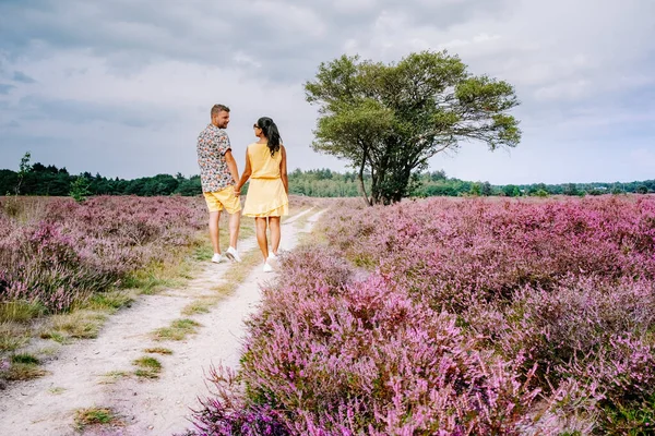 Blooming heather field in the Netherlands near Hilversum Veluwe Zuiderheide, blooming pink purple heather fields in the morniong with mist and fog during sunrise — Stock Photo, Image