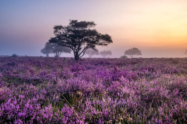 Hollanda 'da, Hilversum Veluwe Zuiderheide yakınlarında çiçek açan fundalık tarlaları, sabahları sisli ve sisli pembe mor fundalık tarlaları.