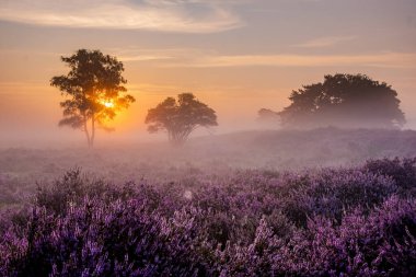 Çiçekli Heather tarlaları, çiçek açmış mor pembe funda, Hollanda 'daki Veluwe Zuiderheide parkında çiçek açan ısıtıcı.