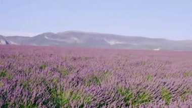 Provence, Lavanta tarlası Fransa, Valensole Platosu, Güney Fransa, Lavender Valensole Platosu 'nun renkli tarlası. Lavanta tarlası. Avrupa. Kadın Provence lavanta tarlalarında tatilde.,