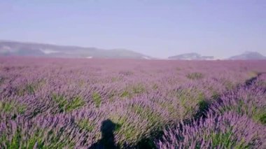 Provence, Lavanta tarlası Fransa, Valensole Platosu, Güney Fransa, Lavender Valensole Platosu 'nun renkli tarlası. Lavanta tarlası. Avrupa. Kadın Provence lavanta tarlalarında tatilde.,