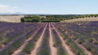 Valensole Platosu, Provence, Güney Fransa. Gün batımında lavanta tarlası. Kaynak