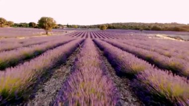 Hollanda 'da Hilversum Veluwe Zuiderheide yakınlarında çiçek açan fundalık tarlaları, sabahları Hollanda' nın gündoğumu sırasında sis ve sisle birlikte pembe mor fundalık tarlaları açıyor.