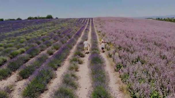 Valensole Plateau, Provença, sul da França. Campo de lavanda ao pôr-do-sol. Provença — Vídeo de Stock