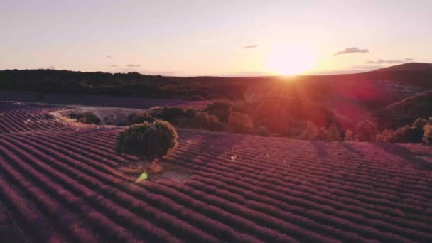 Valensole Plateau, Provence, Zuid-Frankrijk. Lavendelveld bij zonsondergang. Provence — Stockvideo