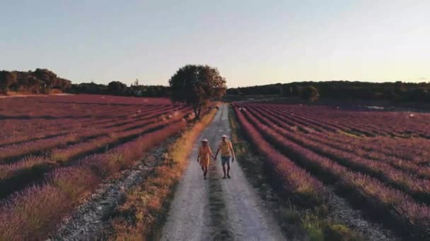 Fioritura campo erica nei Paesi Bassi vicino Hilversum Veluwe Zuiderheide, fioritura rosa campi erica viola al mattino con nebbia e nebbia durante l'alba Paesi Bassi Europa — Video Stock