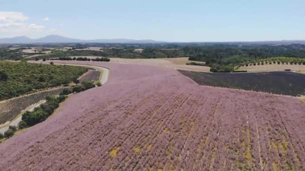 Valensole Plateau, Provence, jižní Francie. Levandulové pole při západu slunce. Provence — Stock video