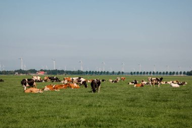 Hollanda Kahverengi ve Beyaz inekleri yeşil çayır çayırlarında siyah ve beyaz ineklerle karıştırılmış, Urk Hollanda