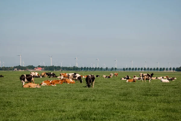 Holandské hnědé a bílé krávy smíchané s černobílými krávami na zelené louce, Urk Netherlands — Stock fotografie