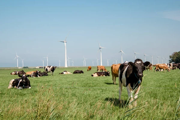 Holandské hnědé a bílé krávy smíchané s černobílými krávami na zelené louce, Urk Netherlands — Stock fotografie