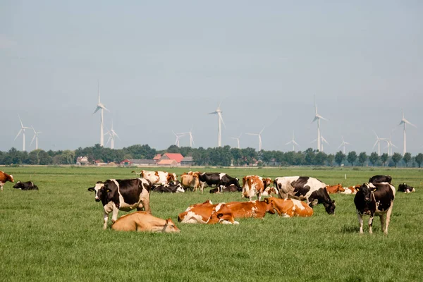 Holandské hnědé a bílé krávy smíchané s černobílými krávami na zelené louce, Urk Netherlands — Stock fotografie