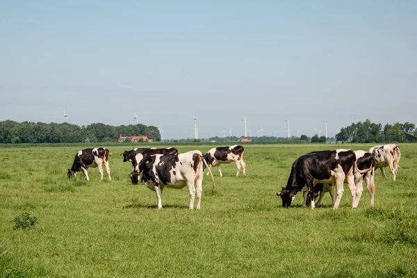 Nederlandse Bruine en Witte koeien vermengd met zwart-witte koeien in het groene weiland, Urk Nederland — Stockfoto