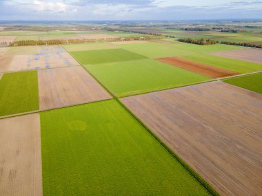 Hollanda 'daki temiz yeşil çayırlar, yukarıdan yeşil tarlaların ve çiftlik evlerinin hava aracı görüntüsü, tipik Hollanda manzarası, Hollanda, Hollanda