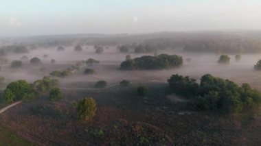 Hollanda 'da çiçek açan fundalık, Westerheid Park Hollanda' daki pembe mor tepelerin üzerinde güneşli sisli gündoğumu, Hollanda 'daki Heather tarlaları gündoğumu sırasında çiçek açıyor. 