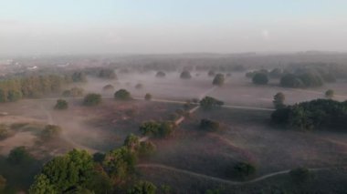 Hollanda 'da çiçek açan fundalık, Westerheid Park Hollanda' daki pembe mor tepelerin üzerinde güneşli sisli gündoğumu, Hollanda 'daki Heather tarlaları gündoğumu sırasında çiçek açıyor. 