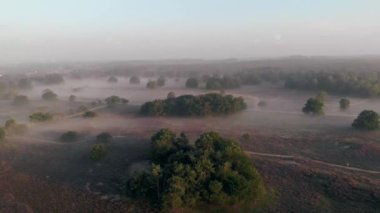 Hollanda 'da çiçek açan fundalık, Westerheid Park Hollanda' daki pembe mor tepelerin üzerinde güneşli sisli gündoğumu, Hollanda 'daki Heather tarlaları gündoğumu sırasında çiçek açıyor. 