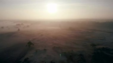 Hollanda 'da çiçek açan fundalık, Westerheid Park Hollanda' daki pembe mor tepelerin üzerinde güneşli sisli gündoğumu, Hollanda 'daki Heather tarlaları gündoğumu sırasında çiçek açıyor. 