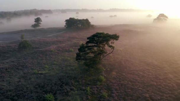 Urze florescendo nos Países Baixos, Sunny nevoeiro Sunrise sobre as colinas roxas rosa no parque Westerheid Países Baixos, florescendo campos de penas nos Países Baixos durante o nascer do sol — Vídeo de Stock