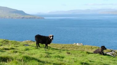 Geniş mavi okyanusa bakan Faroe Adaları 'nın yemyeşil tepelerinde yumuşak koyunlar otlar. Huzurlu ortam ada yaşamının özünü yakalıyor, doğal güzellikleri ve vahşi yaşamı gözler önüne seriyor..