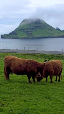 İki İskoç sığırı yemyeşil otlaklarda huzur içinde otluyor. Arka planda bulutlarla kaplı görkemli bir dağ yükseliyor. Sakin manzara Faroe Adaları 'nın doğal güzelliklerini gözler önüne seriyor..