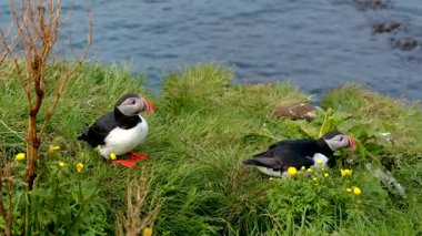 Puffinler Borgarfjordur kayalıklarındaki yemyeşil çimenler boyunca paytak paytak yürürler. Canlı kuşlar, İzlanda 'nın mavi sularının kıyısındaki pitoresk ada habitatlarını keşfederek doğadaki vahşi yaşamın güzelliğini gözler önüne seriyor..