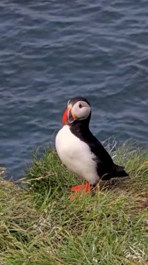 Canlı bir martı, İzlanda 'nın engebeli uçurumlarının kenarındaki yemyeşil çimlerin üzerinde gururla durur ve dingin okyanusa bakar..
