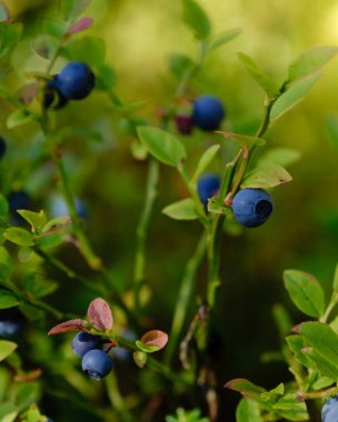 Finlandiya, Canyon Lake yakınlarındaki Hossa Ulusal Parkı 'nda parlak yaban mersinleri bol bol yetişir. Yeşillik yeşillik canlı bir zemin oluşturuyor. Yaz toplantıları ve açık hava aktiviteleri için mükemmel..