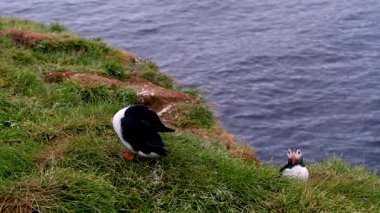 İki Atlantik martısı yuvalarına yerleşir. Borgarfjordur, İzlanda 'daki okyanusa bakan çimenli kayalıklara tünemişlerdir. Gündüz vakti..