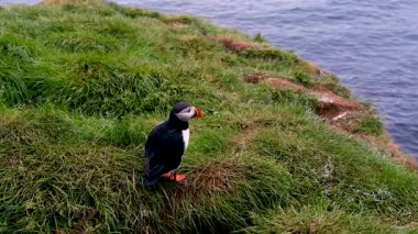 Renkli martiniler İzlanda 'daki Borgarfjordur kayalıklarının tepesindeki yemyeşil çimlerde gezinerek büyüleyici bir okyanus zeminine karşı neşeli doğalarını sergiliyorlar. Vahşi yaşamla hoş bir karşılaşma