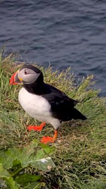 Uçurumun kenarındaki yemyeşil çimlerin üzerinde parlak renkli martı duruyor. Görkemli okyanus dalgaları aşağıya çarpar ve çarpıcı bir zemin oluşturur. İzlanda 'da vahşi yaşamı gözler önüne seren sakin bir ortam.