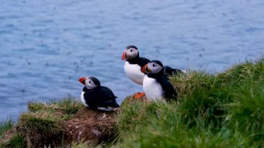 Atlantik martinileri İzlanda 'da bir yaz günü Borgarfjordur Eystri' de görülürler. Kuşlar okyanusa bakan çimenli bir uçurumda dinlenirler..