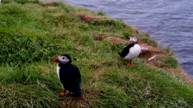 Borgarfjordur Eystri, İzlanda 'nın çimenli kayalıklarında iki martı duruyor. Bir martı, aydınlık bir yaz gününde okyanusa bakarken doğrudan izleyiciye bakar..