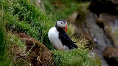 İzlanda 'nın göz kamaştırıcı Borgarfjordur bölgesinde, çimenli kayalıkların arasında yuvalanan yuvalarıyla ilgilenen neşeli puffinler görülebilir..