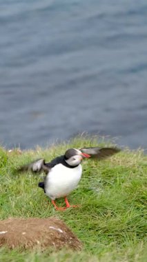 Renkli martılar İzlanda, Borgarfjordur 'un engebeli uçurumlarından uçmaya hazırlanıyorlar..