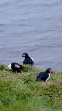 Renkli martılar Borgarfjordur, İzlanda 'nın yemyeşil kayalıkları boyunca toplanıp etkileşime girerek nefes kesen doğal ortamlarında eşsiz davranışlarını vurguluyorlar..