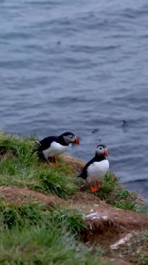 Renkli martılar İzlanda 'daki Borgarfjordur kayalıkları boyunca volta atarak çarpıcı bir arka plana karşı canlı gagalarını sergiliyorlar..