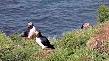 Derin mavi okyanusa bakan canlı yeşil uçurumlara tünemiş üç martı İzlanda 'da açık bir günde güneşin tadını çıkarıyordu. Huzurlu bir doğa gösterisi Güzellik ve vahşi yaşam.