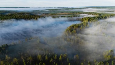 Hossa Ulusal Parkı 'nda sabah sisiyle kaplanmış Julma Olkky Kanyonu' nun dingin güzelliğini keşfedin. Bereketli yeşillik ve sakin sular doğa severler için ideal bir manzara yaratır..