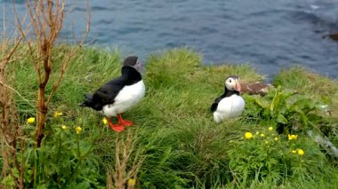 Borgarfjordur kayalıklarının canlı yeşil çimenleri arasında martılar oynaşıyor. Bu büyüleyici kuşlar güneş ışığında güneşlenirken ve kıyı manzarasının tadını çıkarırken neşeli davranışlar sergilerler..