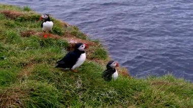 Borgarfjordur Eystri, İzlanda 'nın çimenli kayalıklarında üç martı duruyor. Bu deniz kuşları, doğu fiyortlarında bulutlu bir günde Kuzey Atlantik okyanusuna doğru bakıyorlar..