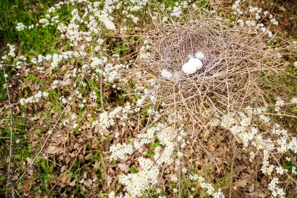 Vogelnest Mit Eiern Auf Der Wiese — Stok fotoğraf