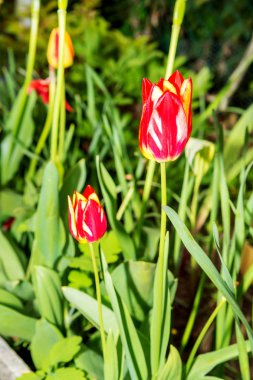 Bahçedeki sarı kırmızı laleler