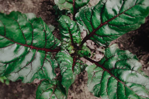 Folhas de beterraba vermelha com linhas vermelhas características — Fotografia de Stock