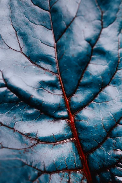 A folha de uma planta azul — Fotografia de Stock