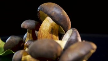 Imleria badia. Yabani mantar kahverengi şapka ile. Siyah arka plan