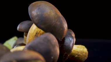Boletus kahverengi. Kahverengi siyah bir arka plan üzerinde mantar. Yenilebilir mantar