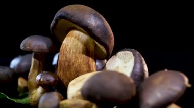 Çörek badius. Siyah bir arka plan üzerinde kahverengi şapkalı yenilebilir mantar