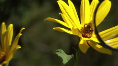 Kudüs Enginar (Helianthus tuberosus) ve büyüteç altında bir yaban arısı: Bilimsel bir belgesel konsepti olarak böcek bilimi araştırmaları ve ekolojik etkileşim